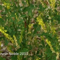 ribbed melilot (Melilotus officinalis) Kenneth Noble